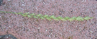 Agropyron repens,
Caprinella,
couchgrass,
Dente canino,
dog grass,
Gramaccia,
Gramigna comune,
quackgrass