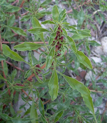 Amaranthus blitoides,
amarante fausse blite,
amaranto,
Amaranto blitoide,
bei mei xian,
bredos,
mat amaranth,
matweed,
matweed amaranth,
Niederliegender Amarant,
prostrate amaranth,
prostrate pigweed,
Spreading Amaranth