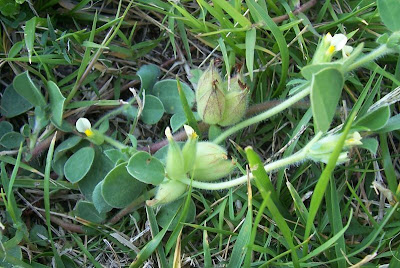 Anthyllis tetraphylla,
Bladder Vetch,
Vulneraria annuale