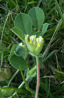 Anthyllis tetraphylla,
Bladder Vetch,
Vulneraria annuale