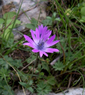 Anemone hortensis,
Anemone fior-stella,
Broad Leaved Anemone