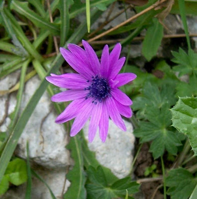 Anemone hortensis,
Anemone fior-stella,
Broad Leaved Anemone