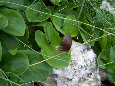 Arisarum vulgare,
Arisaro comune,
candeias,
candilejos,
gouet à capuchon,
Larus
