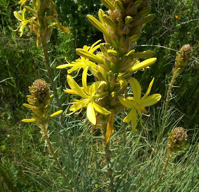 Asphodeline lutea,
Asfodelo giallo,
Jacob's-rod,
king's-spear,
yellow asphodel