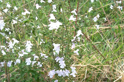 Calamintha nepeta,
calament,
echte Bergminze,
Katzen-Bergthymian,
kleinblütige Bergminze,
lesser calamint,
menthe de montagne,
mentuccia commune,
Mentuccia comune,
Nepetella,
Poleggio selvatico