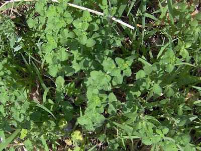 Calamintha nepeta,
calament,
echte Bergminze,
Katzen-Bergthymian,
kleinblütige Bergminze,
lesser calamint,
menthe de montagne,
mentuccia commune,
Mentuccia comune,
Nepetella,
Poleggio selvatico