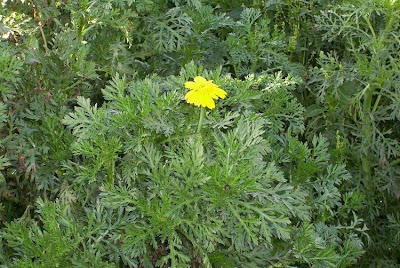 Chrysanthemum coronarium,
Crisantemo giallo,
crowndaisy