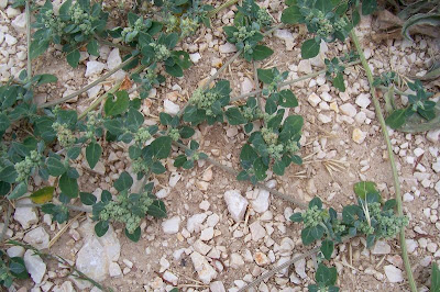 Chenopodium vulvaria,
arrach,
Brinaiola,
chénopode puant,
Connina,
Farinello puzzolente,
fedegosa,
hierba hedionda,
stinkender Gänsefuß,
stinking goosefoot,
vulvaria