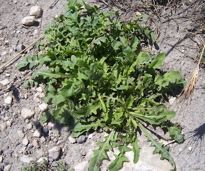 Crepis bursifolia,
Italian hawksbeard,
Radicchiella tirrenica