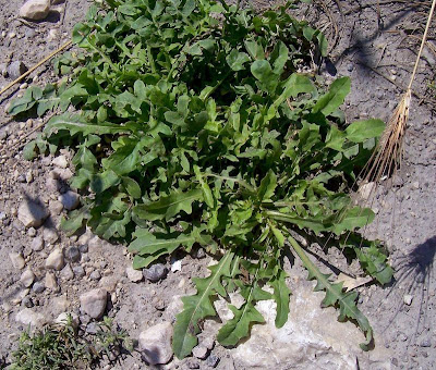 Crepis bursifolia,
Italian hawksbeard,
Radicchiella tirrenica