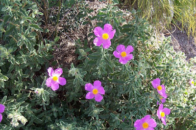 Cistus creticus,
Cisto di Creta