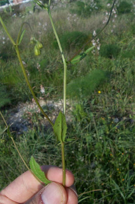 Crepis neglecta,
Radicchiella minore