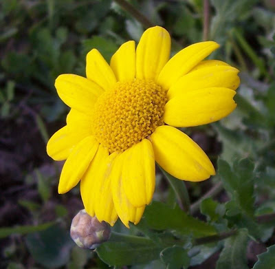 Chrysanthemum segetum,
chrysanthème des moissons,
corn chrysanthemum,
corn marigold,
corndaisy,
corona de Rey,
Crisantemo campestre,
Ingrassabue,
malmequer,
marguerite dorée,
ojos de los sembrados,
pampilho-das-searas,
Saat-Wucherblume