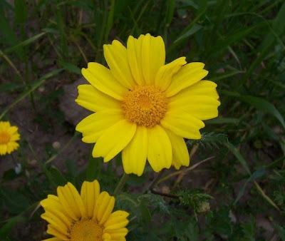 Chrysanthemum segetum,
chrysanthème des moissons,
corn chrysanthemum,
corn marigold,
corndaisy,
corona de Rey,
Crisantemo campestre,
Ingrassabue,
malmequer,
marguerite dorée,
ojos de los sembrados,
pampilho-das-searas,
Saat-Wucherblume