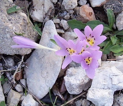 Colchicum cupanii,
Colchico di Cupani,
Mediterranean Meadow Saffron