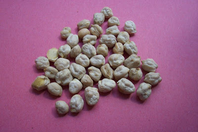 Cicer arietinum,
Bengal gram,
Cece,
chick pea,
chick-pea,
garbanzo,
gram,
grão-de-bico,
Kichererbse,
pois chiche