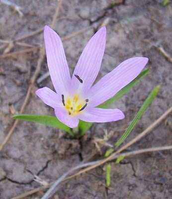 Colchicum cupanii,
Colchico di Cupani,
Mediterranean Meadow Saffron