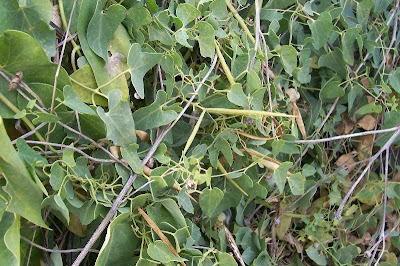 Cynanchum acutum,
Crisciola,
Stranglewort