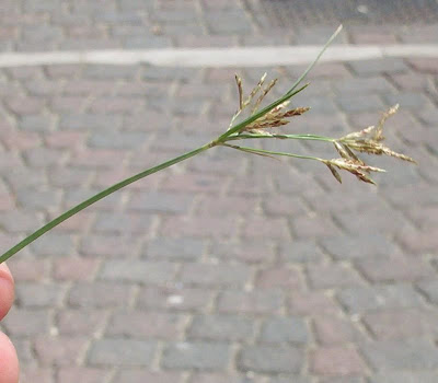 Cyperus rotundus,
alho-bravo,
capim-alho,
capim-dandá,
castañuela,
chaguan humatag,
coco-grass,
cocograss,
coquito,
juncia,
junça,
kili'o'opu,
nut sedge,
nut-grass,
nutgrass,
pakopako,
purple nut sedge,
purple nutsedge