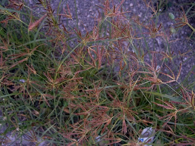 Cyperus rotundus,
alho-bravo,
capim-alho,
capim-dandá,
castañuela,
chaguan humatag,
coco-grass,
cocograss,
coquito,
juncia,
junça,
kili'o'opu,
nut sedge,
nut-grass,
nutgrass,
pakopako,
purple nut sedge,
purple nutsedge