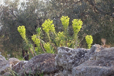 Euphorbia characias,
Albanian spurge,
Euforbia cespugliosa,
Mediterranean Spurge