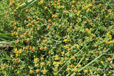 Euphorbia spinosa,
Euforbia spinosa,
Spiny Spurge