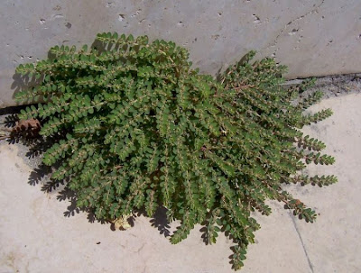 Euphorbia prostrata,
Euforbia prostrata,
prostrate sandmat
