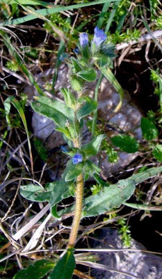 Echium parviflorum,
Small Flowered Bugloss,
Viperina parviflora