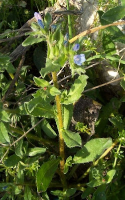Echium parviflorum,
Small Flowered Bugloss,
Viperina parviflora
