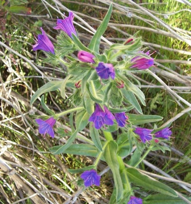 Echium plantagineum,
bloudissel,
blueweed,
Paterson's-curse,
pers-echium,
purple echium,
purple viper's-bugloss,
purple-bugloss,
Riverina bluebell,
Salvation Jane,
sonaja,
Viper's Bugloss,
viper's-bugloss,
Viperina piantagginea