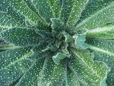 Echium asperrimum,
Viperina ruvidissima