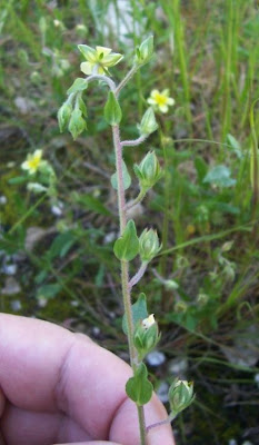 Helianthemum salicifolium,
Eliantemo annuale,
Willow Leaved Rockrose,
willowleaf frostweed