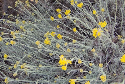 Helichrysum italicum,
Curry Plant,
Perpetuini d'Italia