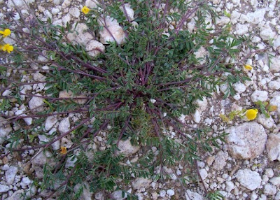 Hippocrepis comosa,
horseshoe vetch,
horseshoe-vetch,
Sferracavallo comune