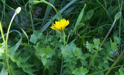 Hyoseris radiata,
Perennial Hyoseris,
Radicchio selvatico