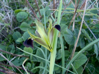 Hermodactylus tuberosus,
Bellavedova,
Bocca di Lupo,
Widow Iris