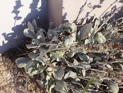 Inula verbascifolia,
Enula candida