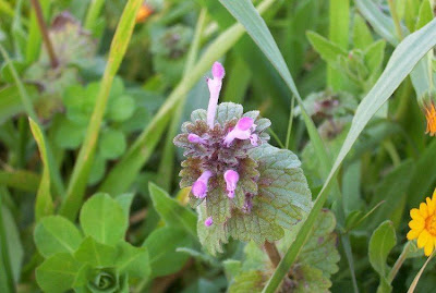 Lamium amplexicaule,
chuchapitos,
common henbit,
conejitos,
Erba ruota,
Falsa-Ortica reniforme,
giraffehead,
henbit,
henbit dead-nettle,
henbit deadnettle,
lamier amplexicaule,
menta-selvagem,
Stengelumfassende Taubnessel