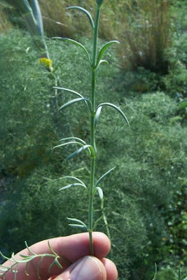 Linaria simplex,
Einfaches Leinkraut,
linaire simple,
Linajola piccola,
linaria simple
