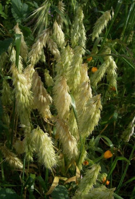 Lamarckia aurea,
Golden Top Grass,
goldentop,
goldentop grass,
Lamarckia