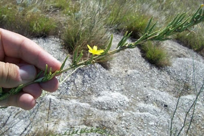 Lactuca viminea,
Lattuga alata,
Pliant Lettuce