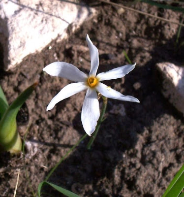Narcissus serotinus,
Narciso autunnale,
Narcissus