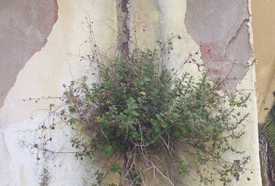 Parietaria diffusa,
pellitory-of-the-wall,
Vetriola minore