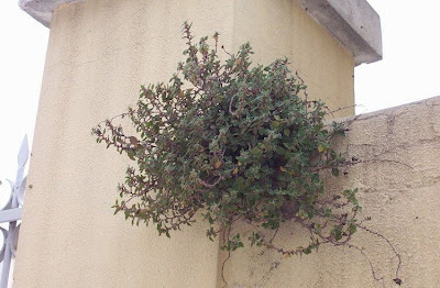 Parietaria diffusa,
pellitory-of-the-wall,
Vetriola minore