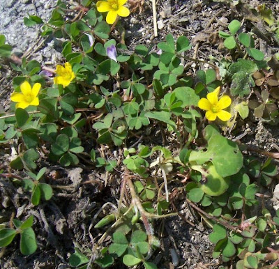 Oxalis corniculata,
'ihi,
acederilla,
Acetosella dei campi,
azedinha,
creeping lady's-sorrel,
creeping oxalis,
creeping wood-sorrel,
creeping woods,
creeping woodsorrel,
erva-azeda-de-folha-pequena,
Horn-Sauerklee,
oxalis