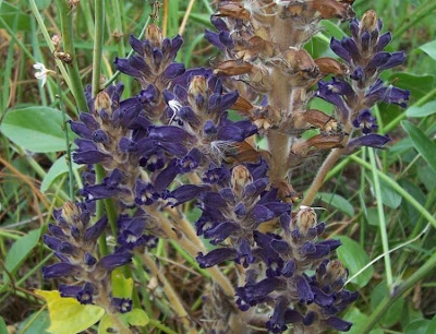 Orobanche lavandulacea,
erva-toura,
Lavender Broomrape,
Succiamele della Psoralea