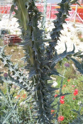 Onopordum illyricum,
cardo-ilírico,
Illyrian cottonthistle,
Illyrian thistle,
Onopordo maggiore