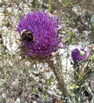 Onopordum illyricum,
cardo-ilírico,
Illyrian cottonthistle,
Illyrian thistle,
Onopordo maggiore