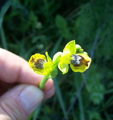 Ophrys lutea,
Ofride gialla,
Yellow Bee Orchid