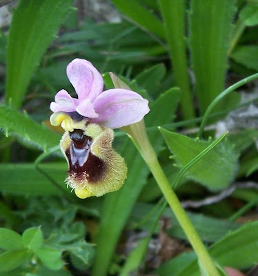 Ophrys tenthredinifera,
Ofride fior di Vespa,
Sawfly Orchid